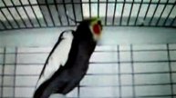 Корелла говорящий Видео 89262688658