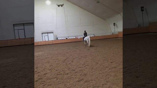 Любимое занятие. Кони#пони#конкур(1)