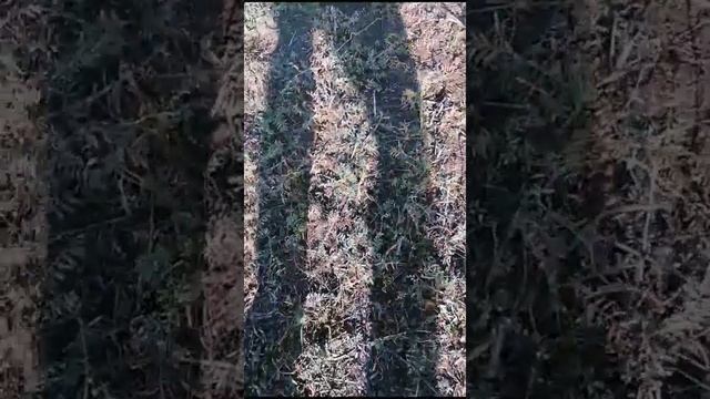 Выпас Гиссаров в конце сентября