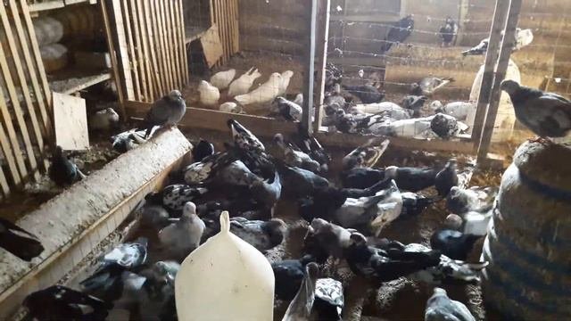 Владимир Васильевич кормит голубей.
