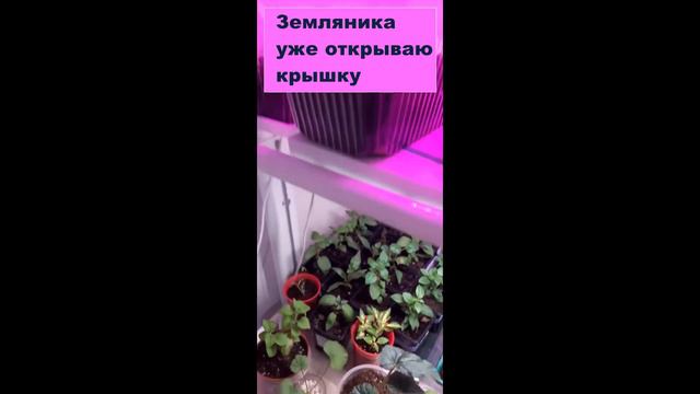 Обзор стеллажа на январь(начало).Фуксии, пеларгонии, колеусы, земляника, бегония, петуния......