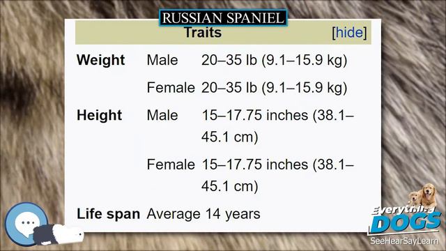 Russian Spaniel 🐶🐾 Everything Dog Breeds 🐾🐶