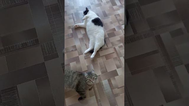 Коты встречают хозяйку.mp4
