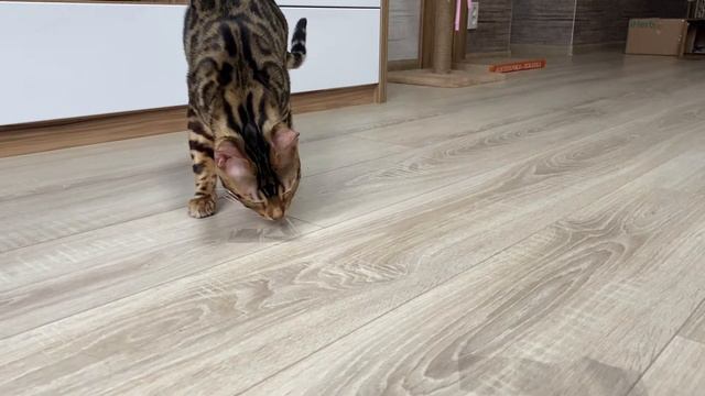 Реакция кота на скотч/Cat's Reaction To Scotch