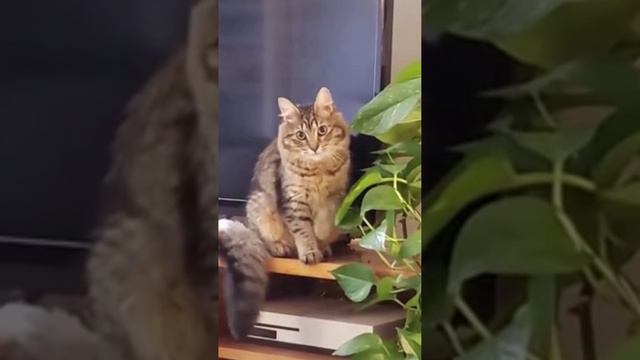 Этот котик знает что растения ему трогать запрещено, но ему никто не указ