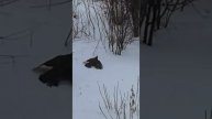Ястреб напал на голубя