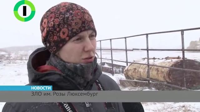 Правдивая история «Розы Люксембург»: хроника голодной гибели брошенных под Омском лошадей