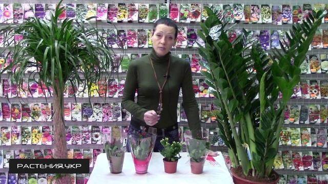 Цветок декабрист / рипсалидопсис / шлюмбергера