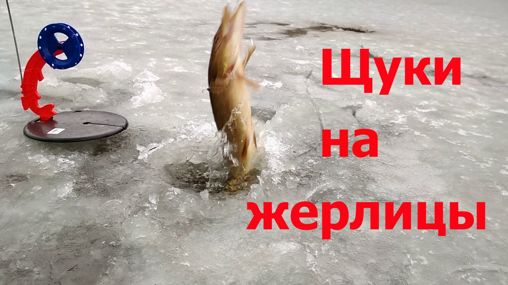 Щуки на жерлицы