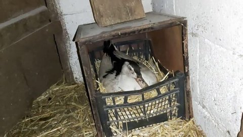 Индоутка выводит утят // мулард села на яйца // сиротка // сколько уток уже сидит?