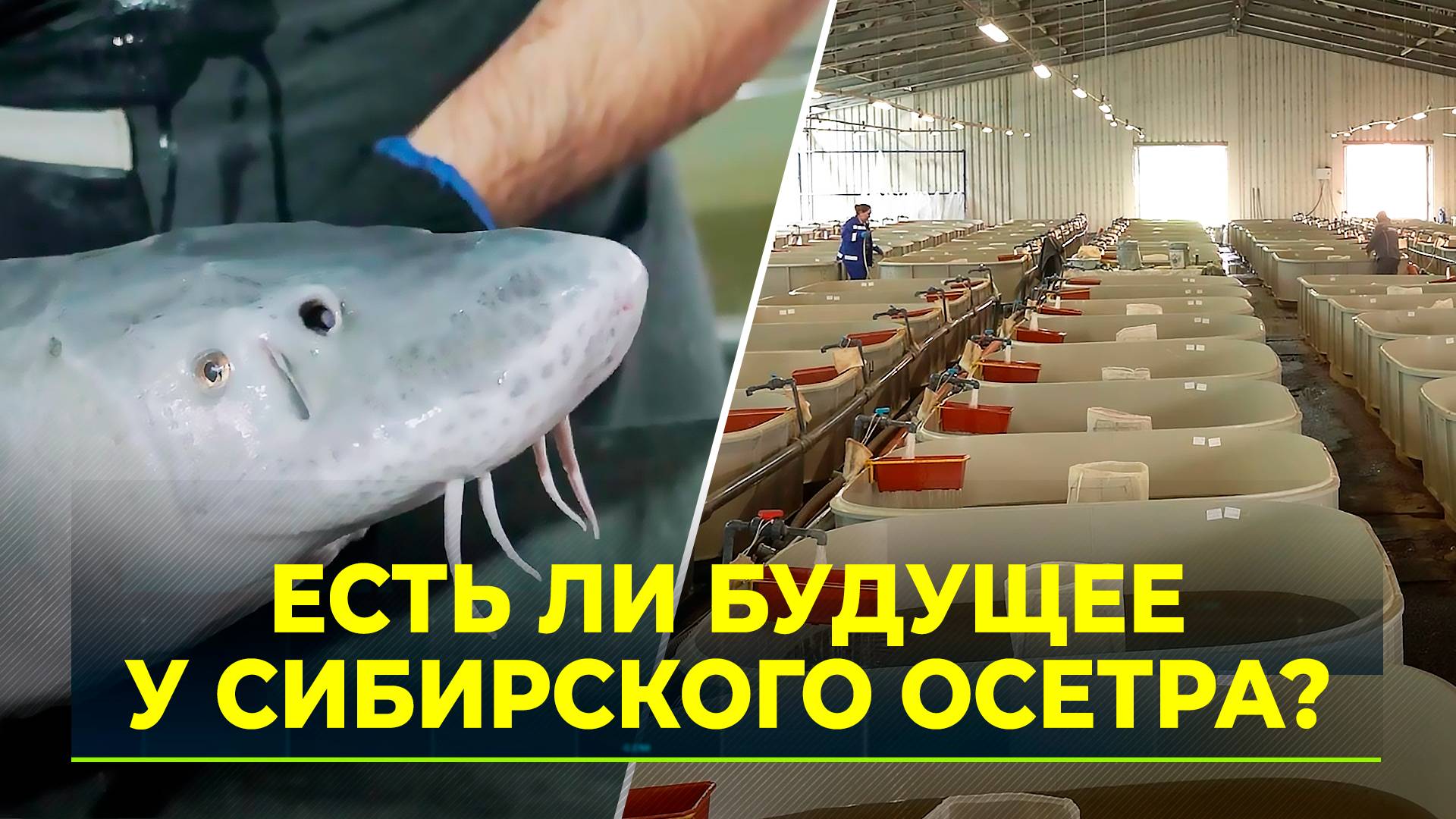 Абалакский экспериментальный рыборазводный завод пытается сохранить обского гиганта