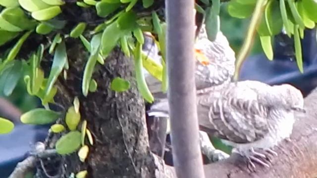 Bird Watching  Part 2- With Nikon Coolpix L830