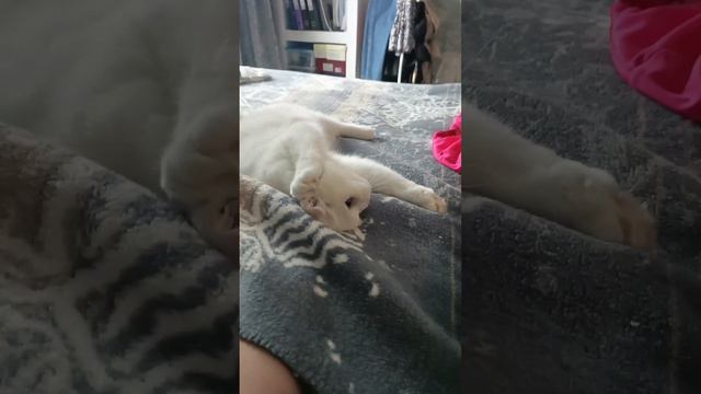 игры с киской/ как развеселить кошку #shorts #шортс #кошка #киска