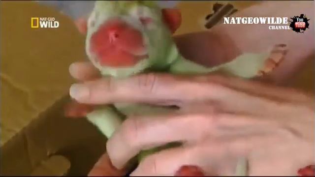 Зелёный щенок  Красивый щенок мутант!  Самые странные в мире животные