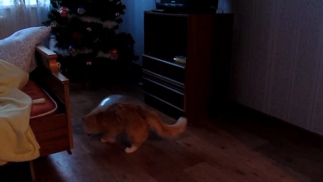 КОТ АСТЕРОИД