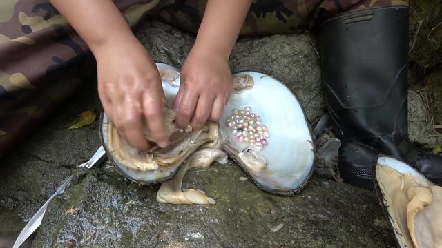 珍珠,开蚌,荒野人迹罕至的野草潭里发现野生巨型贝壳,收集了大量金色珍珠