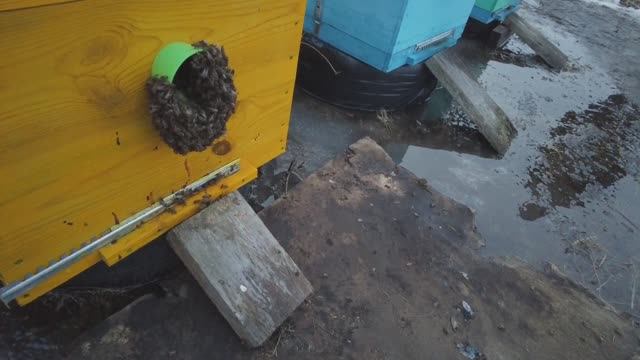 Выставил пчёл из зимовника!Результаты зимовки!