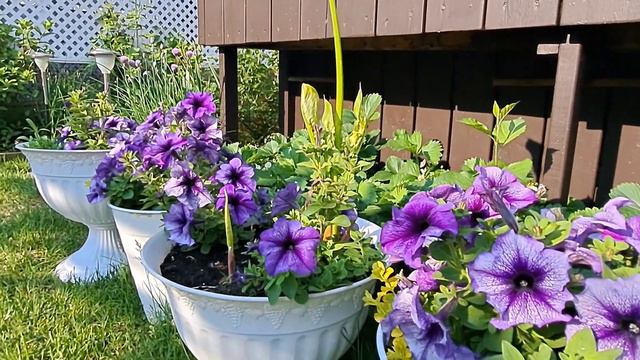 Garden Tour | Zone 5A Canada Small Backyard Garden | Clematis and Alliums #garden #gardentour