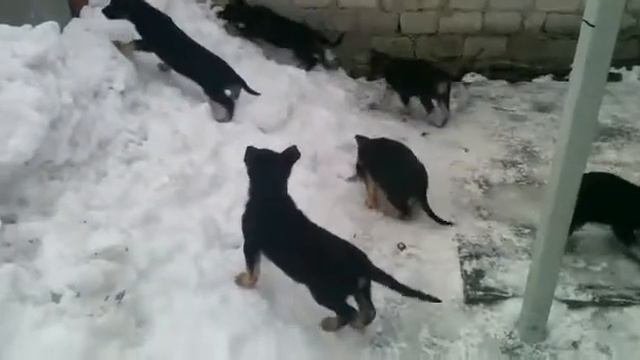 Щенки восточноевропейской овчарки 56 дней.