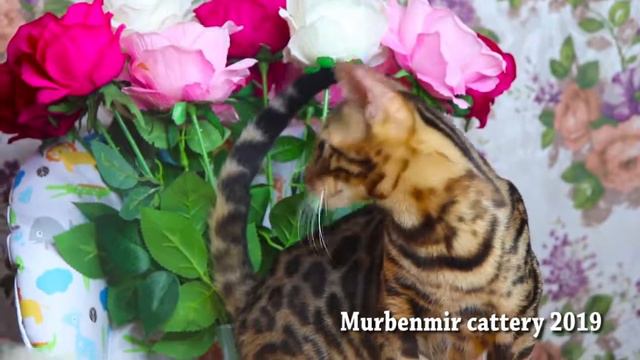 AVAILABLE Bengali boy Tobias-King Murbenmir / cattery bengal cats Murbenmir