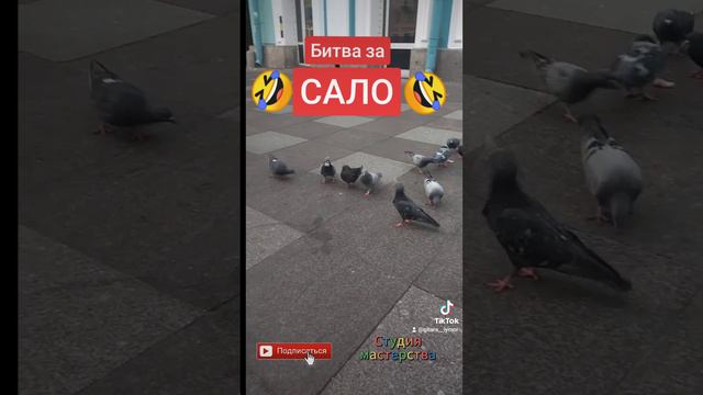 Битва за сало