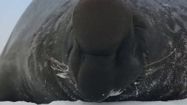 Тюлени - кто они такие?