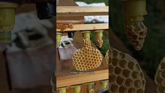 Маточники застроили #пчела #пчелосемья #пасека #мед #мёд #пчелопродукты #улей #своя пасека #с пасеки