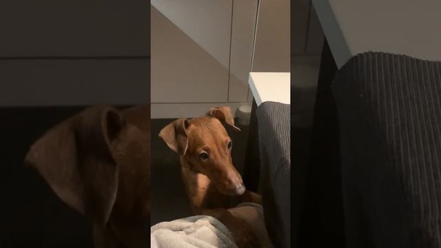 🦴 Как Цвергпинчер выпрашивает лакомства