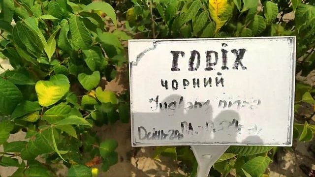 Питомник лесных культур.Черный орех.