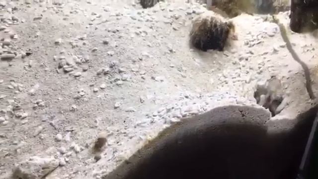 Соседи в новостройке ПИК