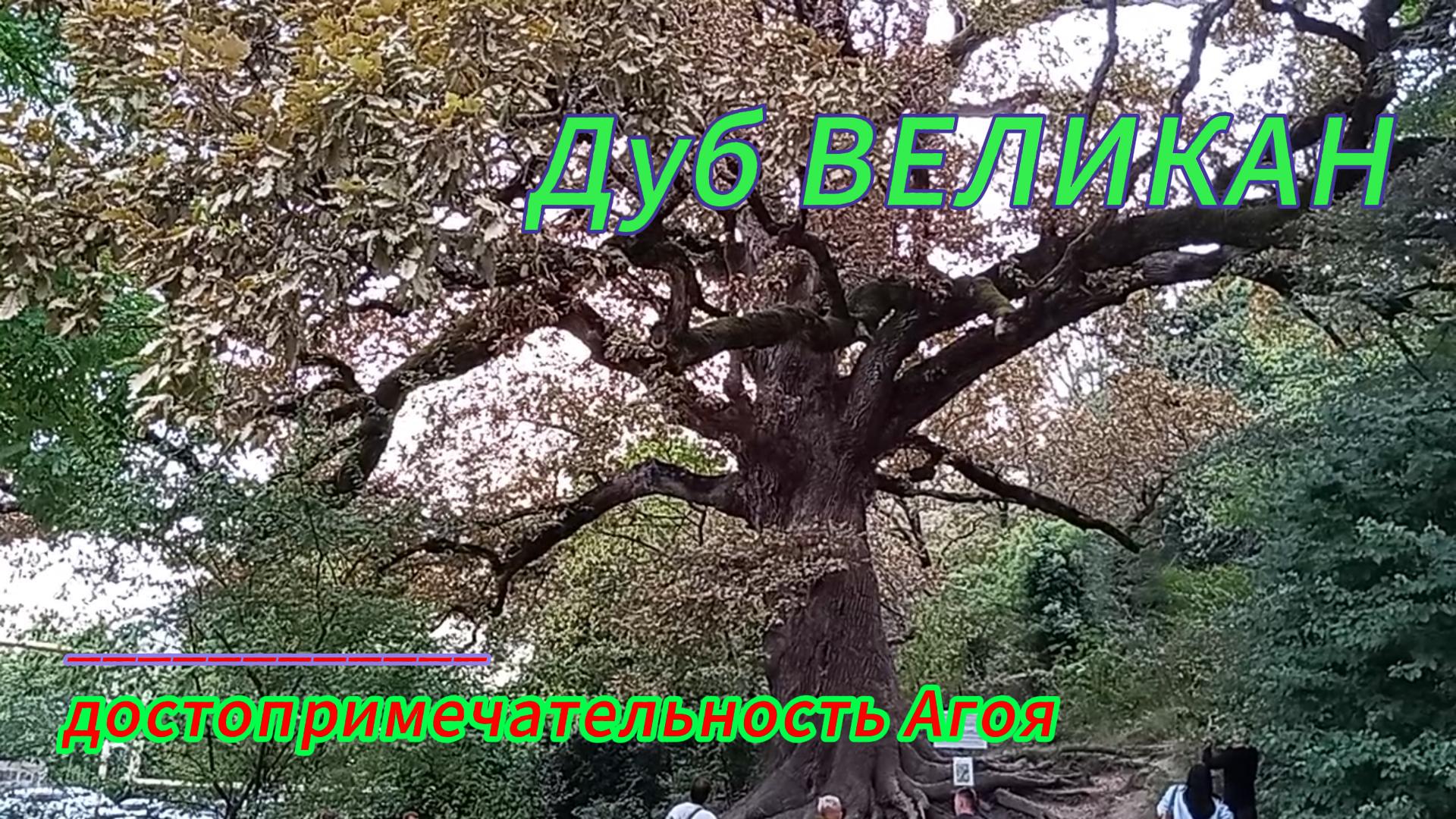 Дуб великан. Достопримечательность Агоя