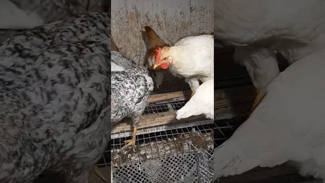 Прогулялся! #курынесушки #chick #куры #молодняк #петухи #курятник