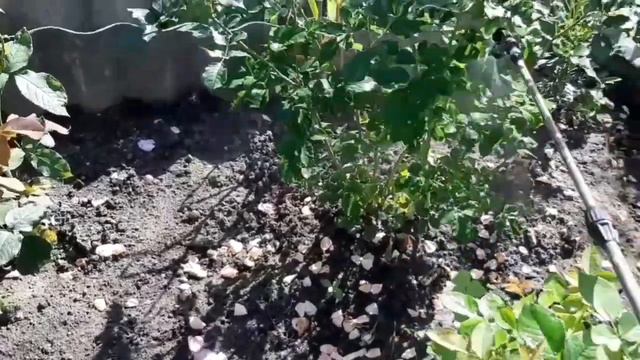 Розы , дача , слизняки .