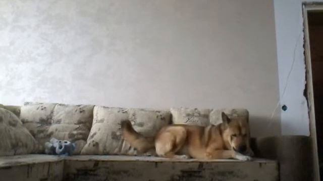 Псу нельзя быть в комнате,засняли дома одного