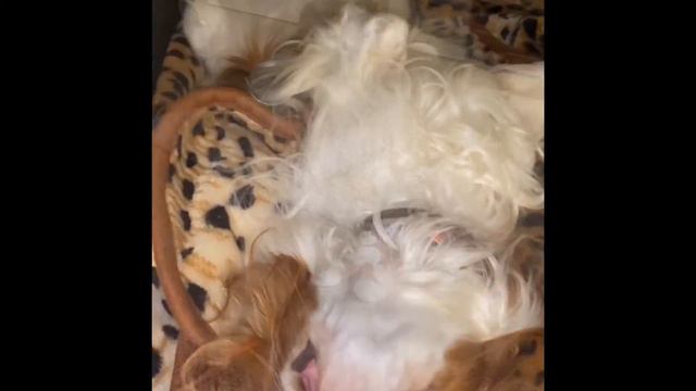 Кавалер кинг-чарльз-спаниель (интересные моменты) cavalier king charles spaniel