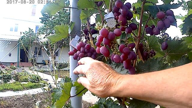 Крупные сорта винограда в Поволжье. Выращивание. Уход.