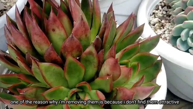 Why do Succulent Flowers and what to do with them? Pwede bang itanim? 다육식물 | 多肉植物 | Suculentas