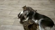 Бенгальская кошка против собаки