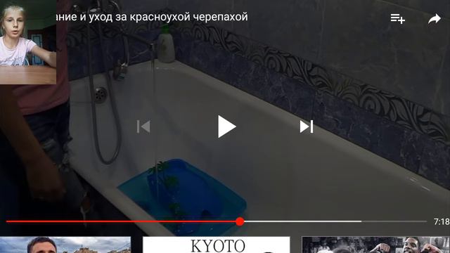 Уход за черепахой