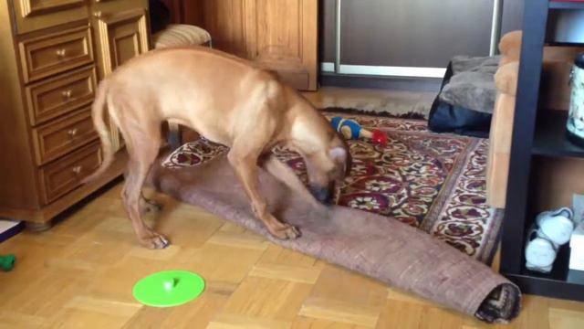 Ridgeback in-house games