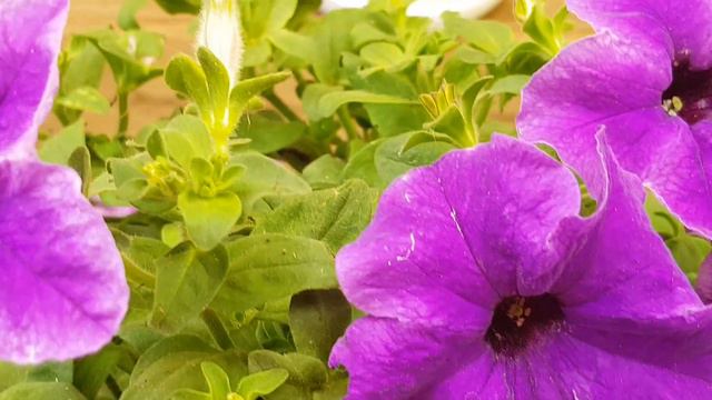Petunia purpura desteñida Impresionante, Stunning Faded Purple Petunia, तेजस्वी फीका बैंगनी पेटुनिय