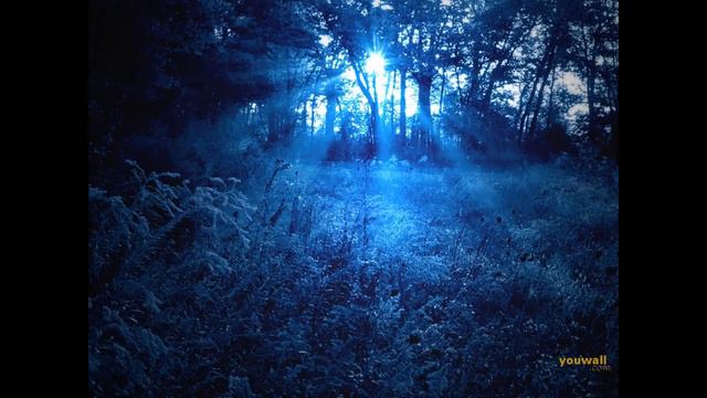 фиолетовый лес