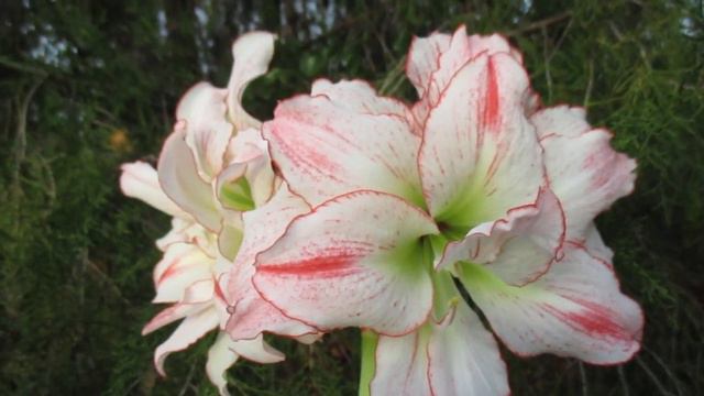 Aphrodite Amaryllis Hippeastrum