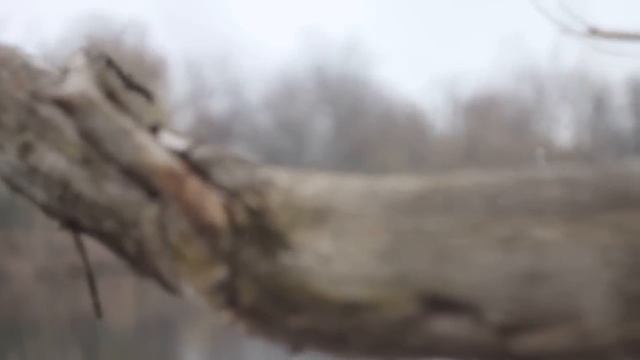 тест обьектива Гелиос 44