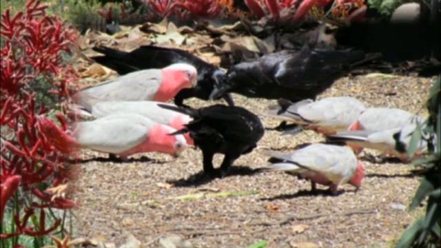 Australia's Flora And Fauna  Part 1