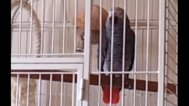 4  МОЙ ЖАКО ЖОРИК  КИСА БРЫСЬ НА ДОРОЖКУ НЕ САДИСЬ