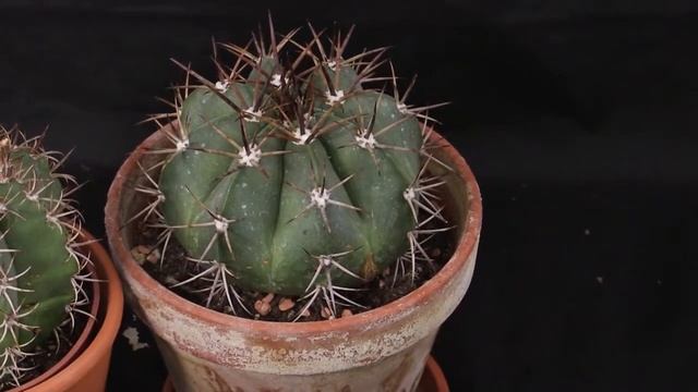 Melocactus bahiensis - Melonenkaktus, Melon Cactus