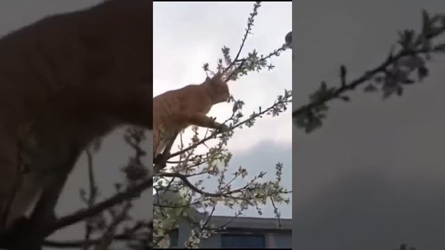 Рыжий кот забирается на дерево за мышкой, помогите 😼🏕🐀