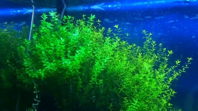 Micranthemum Micranthemoides в акваскейпинге