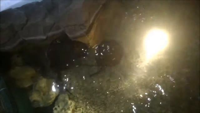 Приехали в РИО    в океанариум